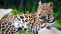 /album/fotogalerie-zoo-dvorec-u-borovan-park-exotickych-zvirat/dvorec-u-borovan-zoo1-jpg/